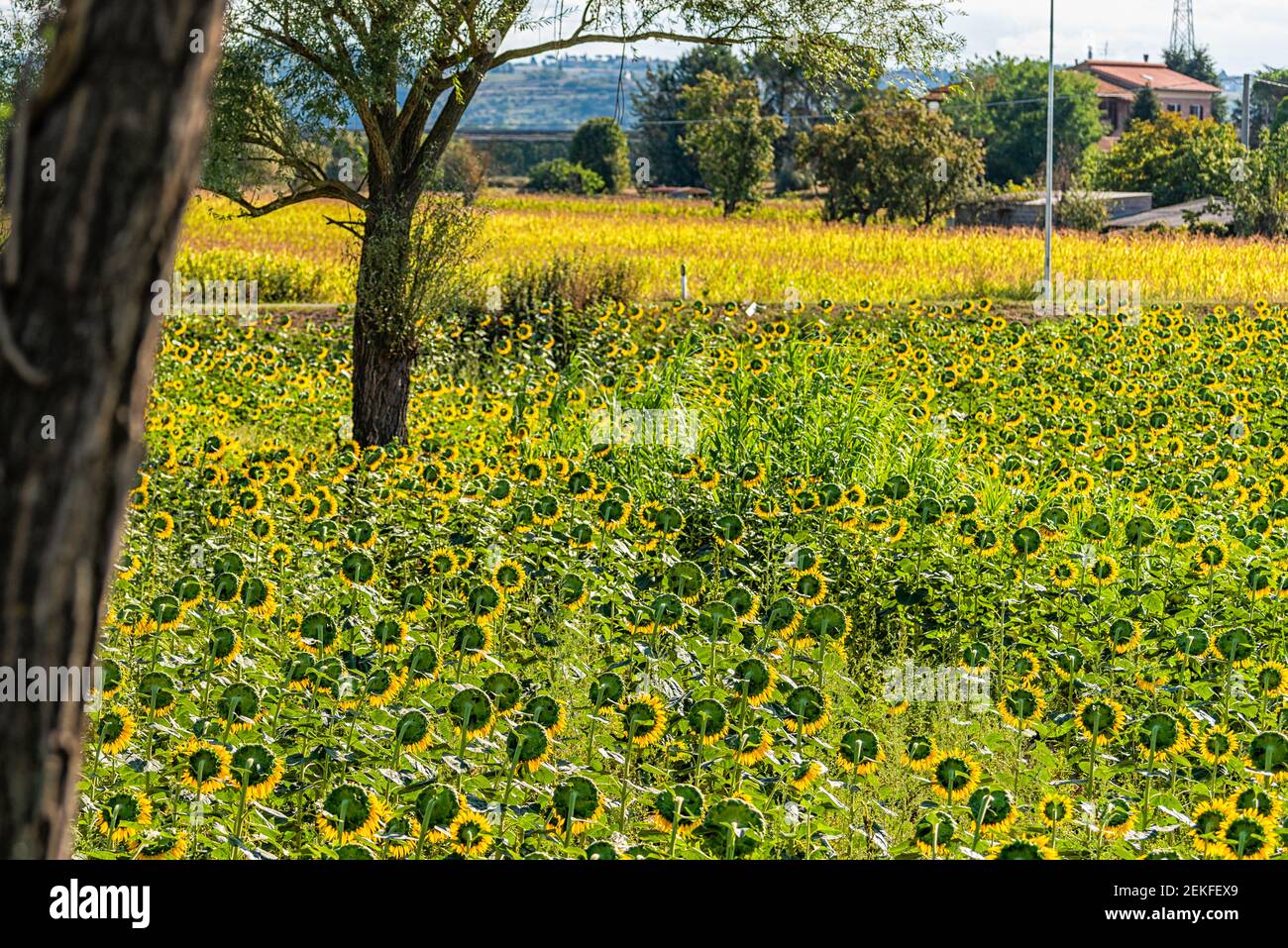 Umbrien oder Toskana, Italien Landschaft mit Bauernhof von vielen gelben und grünen Sonnenblumen Blumen Garten im Dorf im Sommer und Bäume Stockfoto