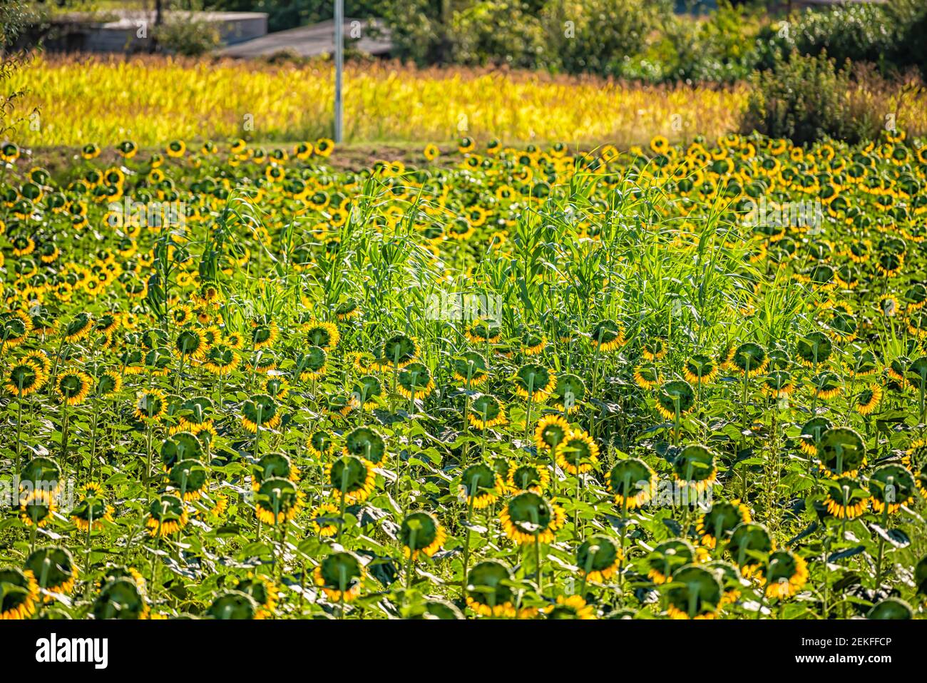 Umbrien oder Toskana, Italien Landschaft mit Bauernhof und Muster von vielen gelben und grünen Sonnenblumen Blumen Garten im Dorf im Sommer und Bäume Stockfoto