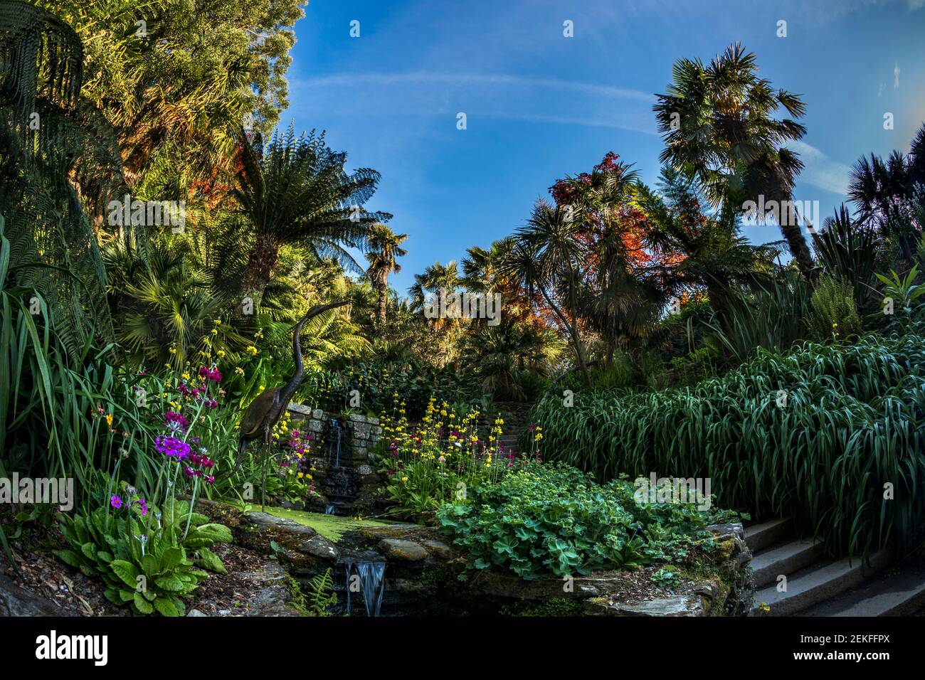 Trebah Garten; Feder; Cornwall, UK Stockfoto