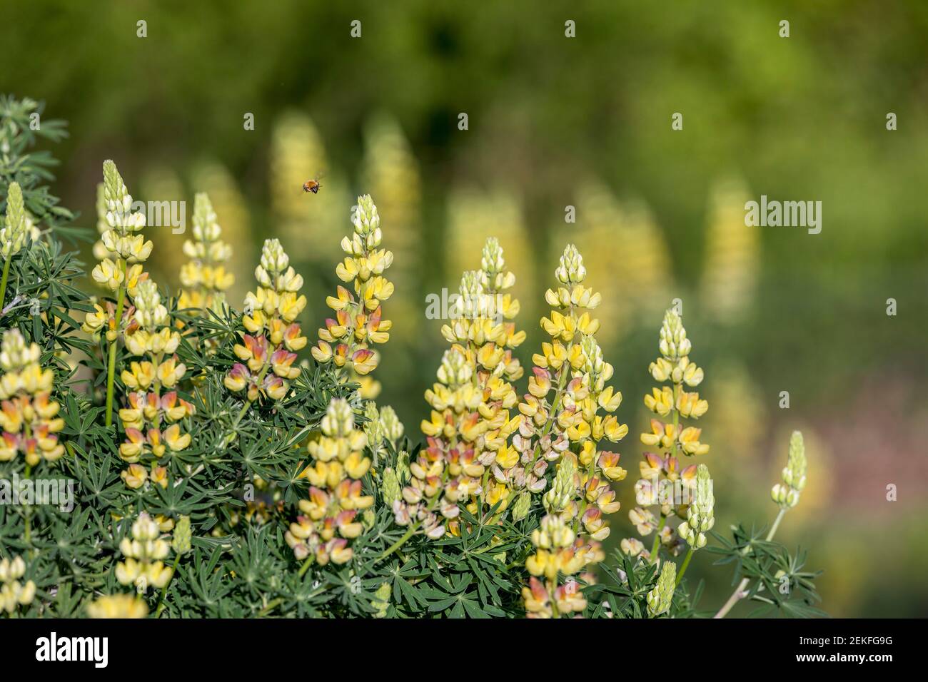 Carder Bee; Bombus pascuorum; Baumlupine; Großbritannien Stockfoto