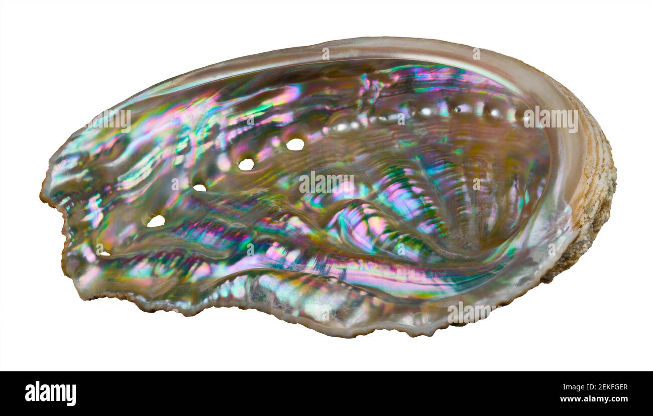 Glänzendes Perlmutt im Inneren der Seeschnecke. Haliotis. Seashell der Meeresschnecke. Pastell irisierenden Perlmutt der Ohrmuschel innere Oberfläche. Stockfoto
