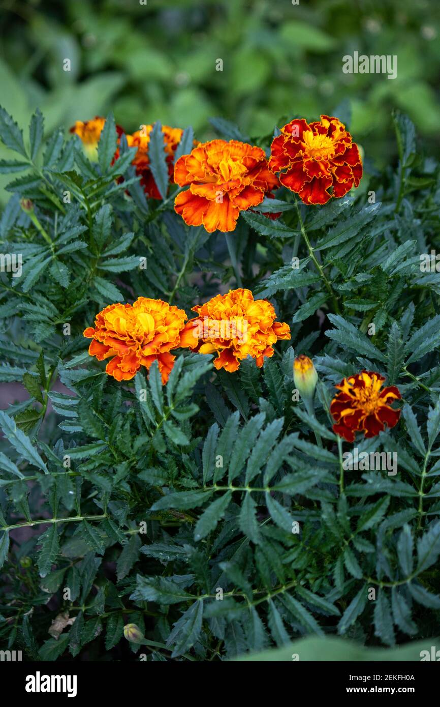 Calendula Hintergrund. Nahaufnahme schöne Tagesetes erecta Ringelblumenblatt, mexikanische, Azteken oder Französisch Ringelblume im Garten. Patula oder Calendula Stockfoto