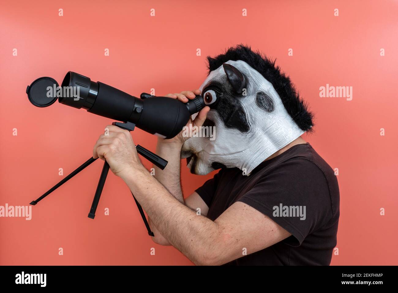 Kostümierte Person trägt eine Kuh Maske Blick in den Himmel Durch ein Teleskop mit rosa Hintergrund Stockfoto