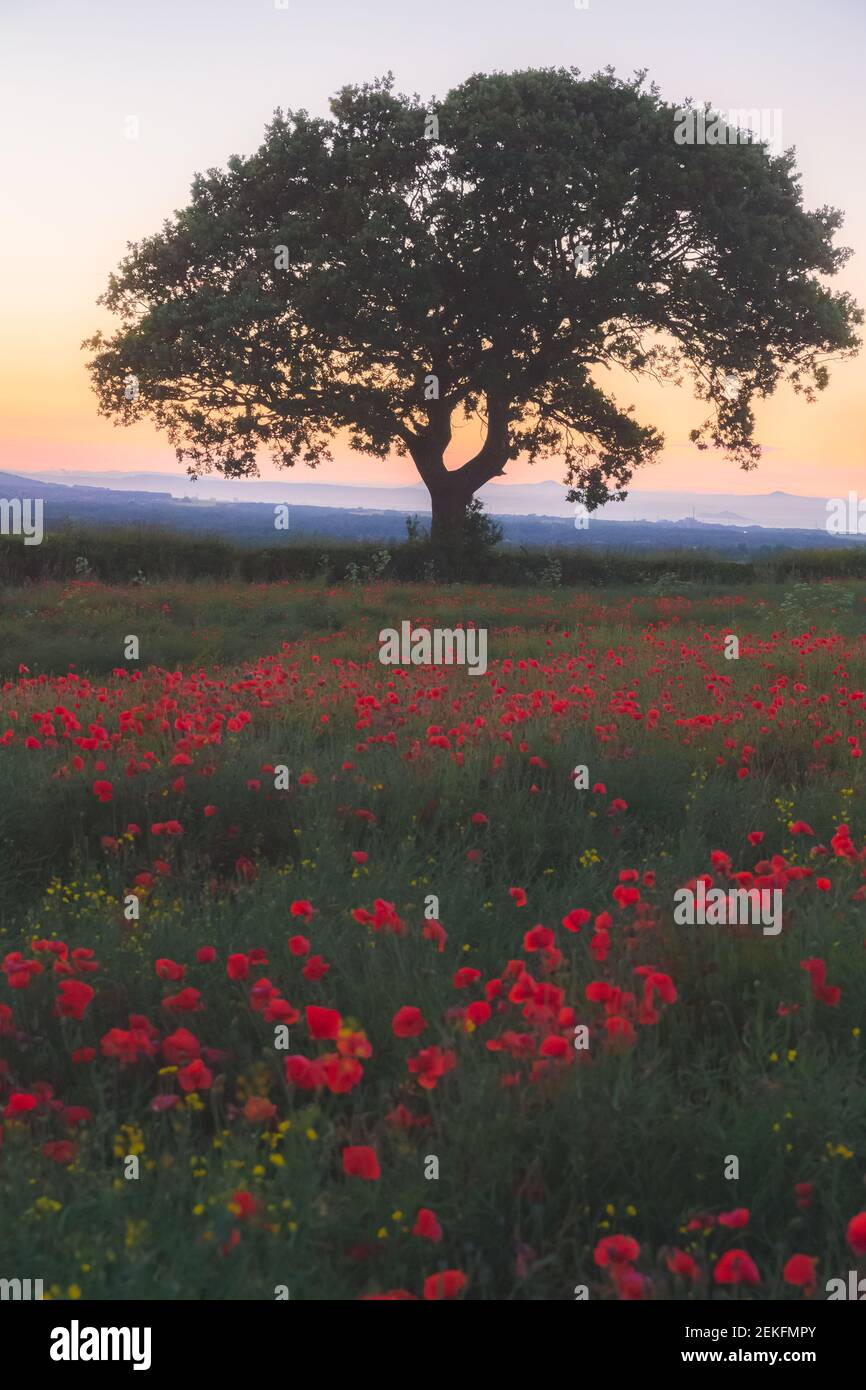 Ein landschaftliches Feld aus roten Mohnblumen und einem eintönige Baum bei Sonnenuntergang oder Sonnenaufgang im ländlichen Dorf Newtongrange außerhalb von Edinburgh, SC Stockfoto