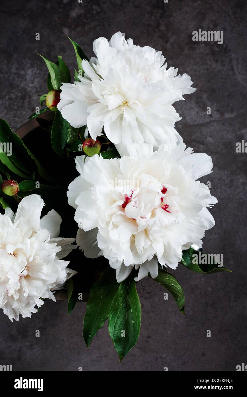 Bouquet von weißen Pfingstrosen Blumen auf einem dunkelgrauen Hintergrund. Stockfoto