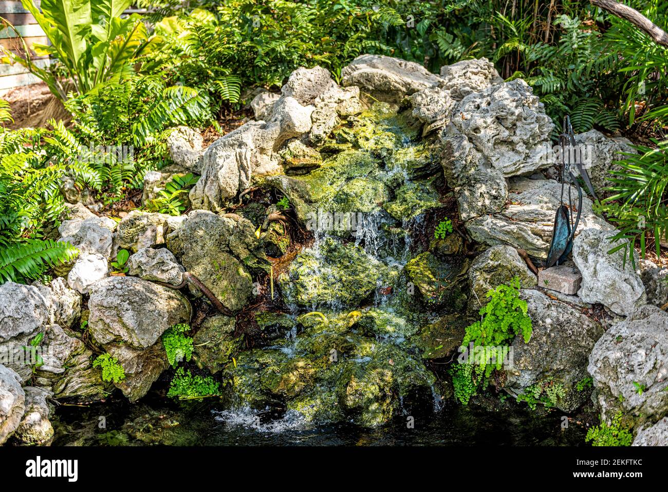 Kleiner tropischer Hausgarten mit grünen Farnpflanzen und Wasserfall mit fallendem Wasser auf Felsen und Steinen in Key West, Florida Stockfoto