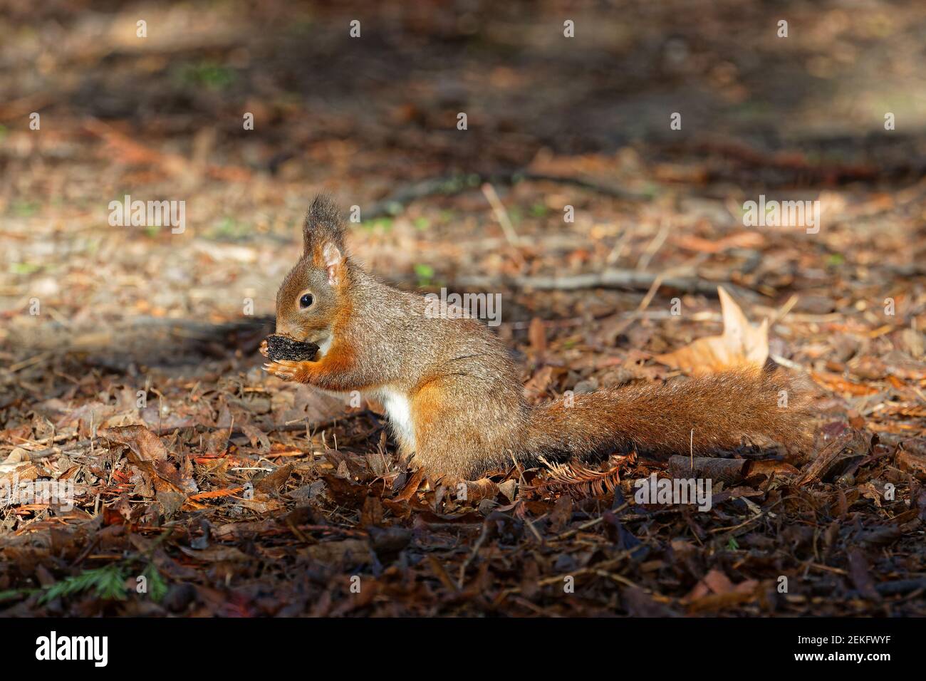 Ein rotes Eichhörnchen frisst auf dem Boden. Die roten Eichhörnchen besetzen boreale, Nadelwälder. In West- und Südeuropa sind sie in Laubwäldern zu finden. Stockfoto