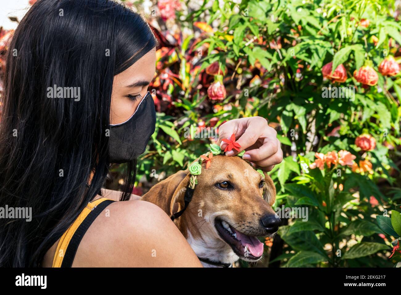 Junge lateinische Mädchen in einem kubanischen Garten trägt eine Maske Und ihr Haustier Hund beim Einsetzen von Blumen in Der Kopf´s Hundes Stockfoto