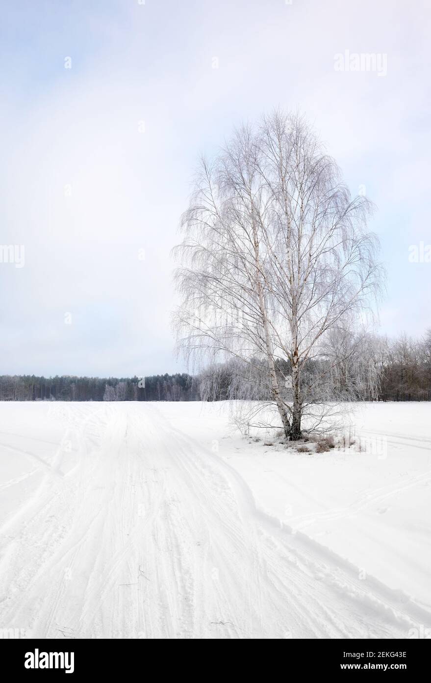 Winterlandschaft mit einsamer Birke an einer mit Schnee bedeckten Landstraße. Stockfoto