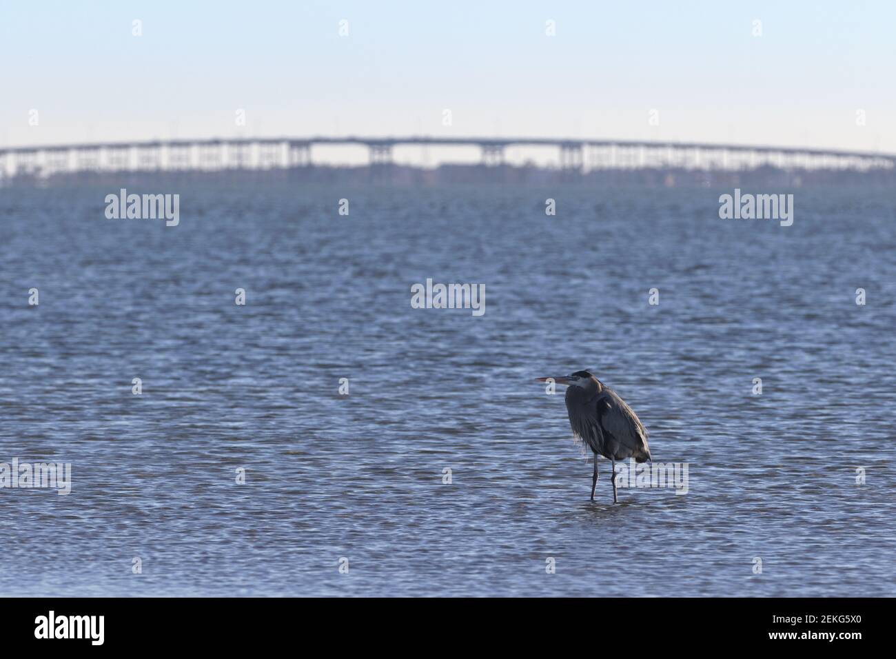 Großer Blaureiher im Wasser der Laguna Madre mit Königin Isabella Causeway hinter der Verbindung von South Padre Island mit dem Festland Stockfoto