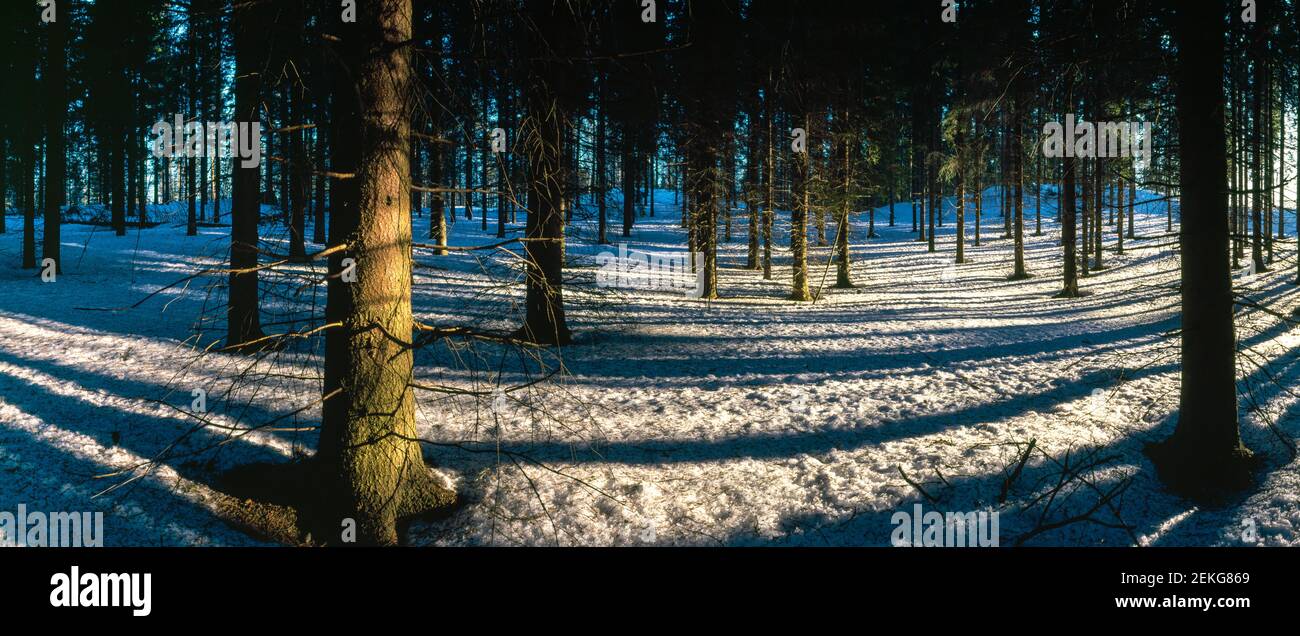 Niedriger Teil des Winterwaldes, Imatra, Finnland Stockfoto