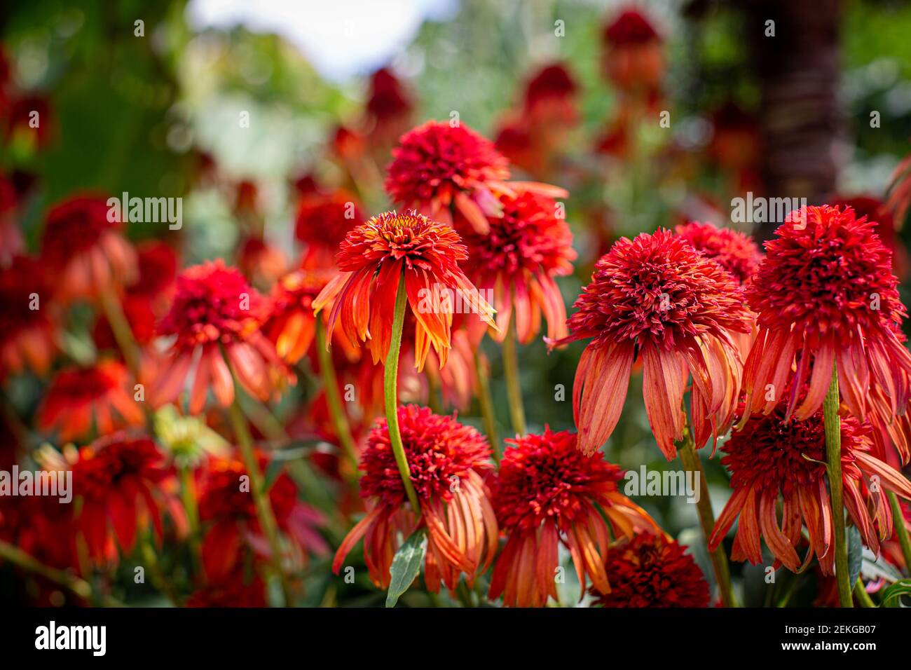 Orange Echinacea in einem Garten im Sommer England Stockfoto