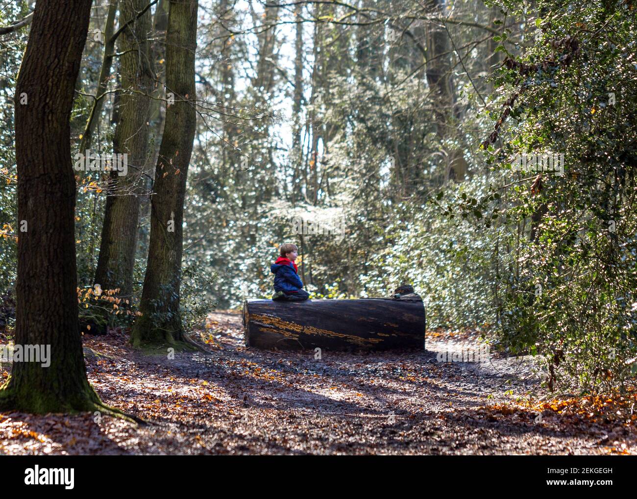 Ein Junge sitzt auf einem Baumstamm in den Wäldern im Winter in South Oxfordshire, Großbritannien Stockfoto