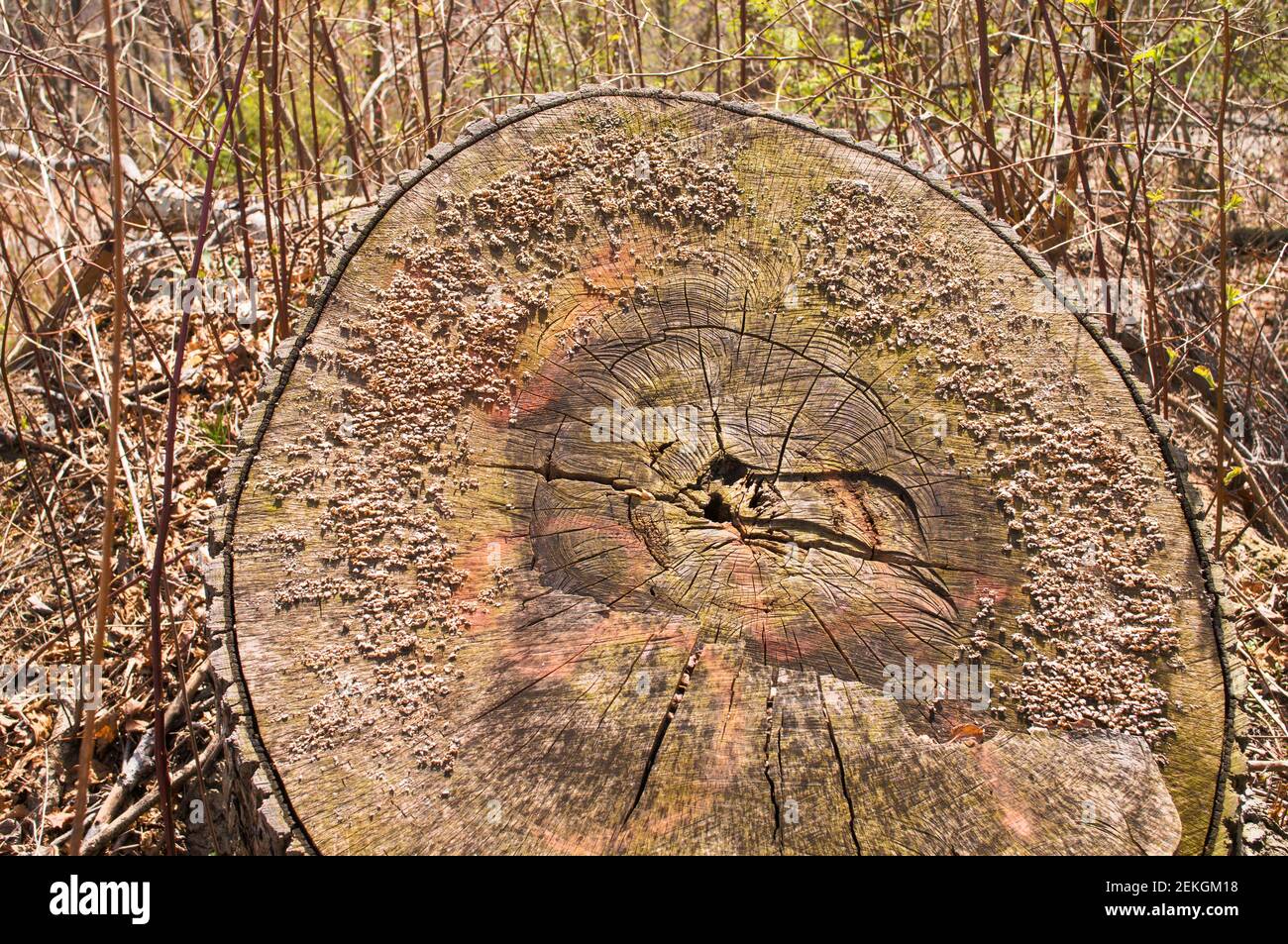 Der abgesägte Querschnitt eines Baumstammes zerfällt allmählich mit Pilz wächst auf der Oberfläche, Prospect Park, Brooklyn, USA Stockfoto