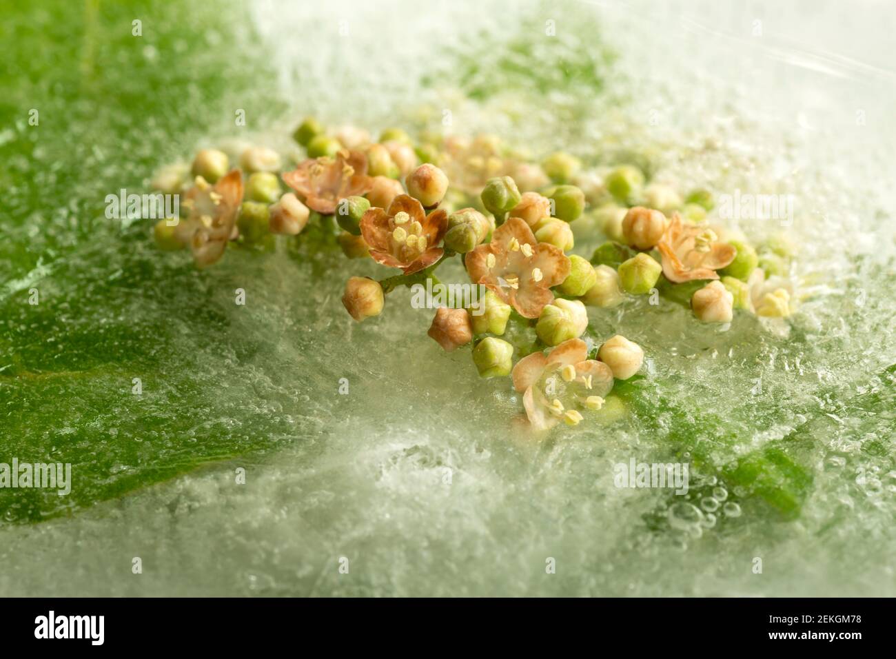 WA19305-00...WASHINGTON - eine früh blühende Cascara-Blüte, die aus dem Eis späht. Stockfoto