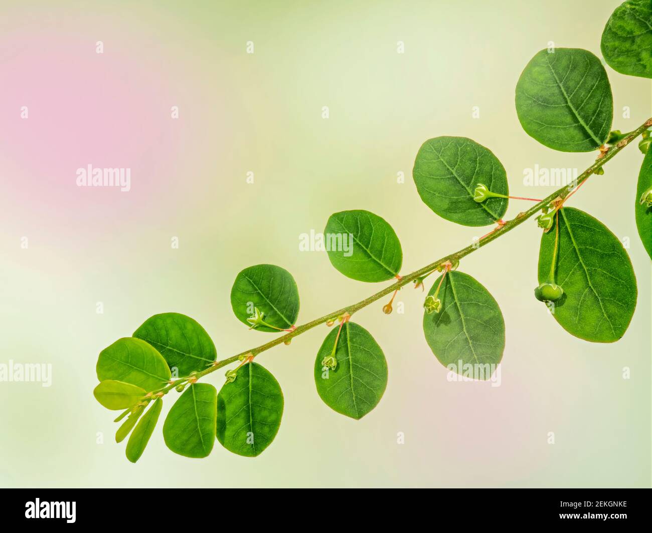 Nahaufnahme der grünen Pflanze mit Blättern Stockfoto