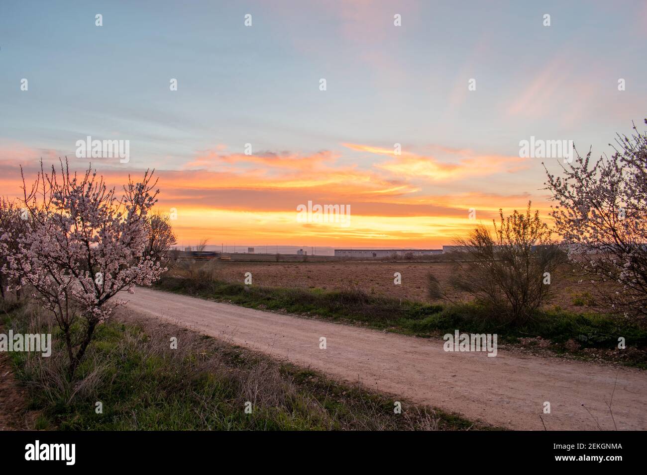almond blossom landscape at sunrise (prunus dulcis) in spring Stockfoto