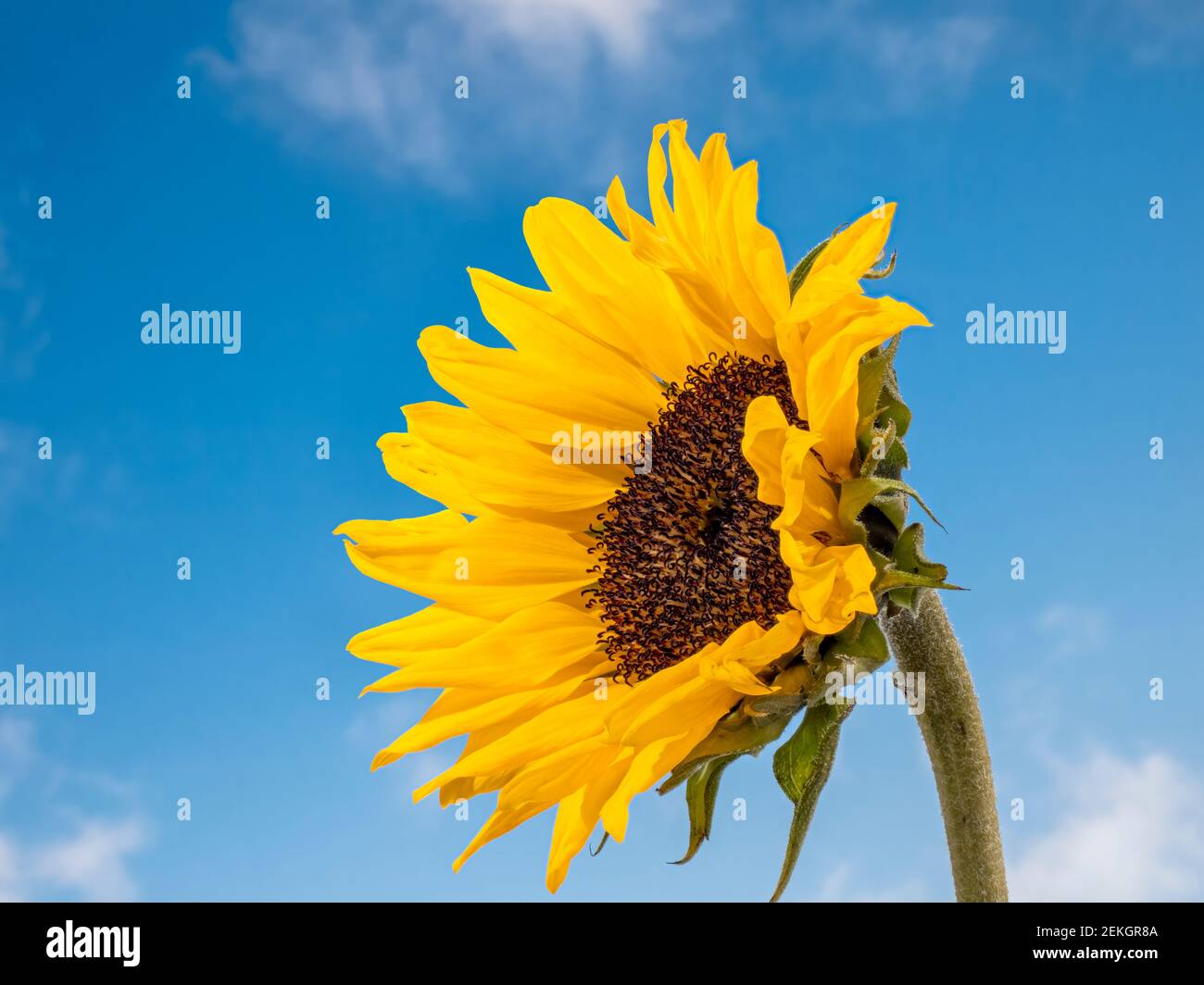 Nahaufnahme der gelben Sonnenblume (Helianthus) gegen den blauen Himmel Stockfoto