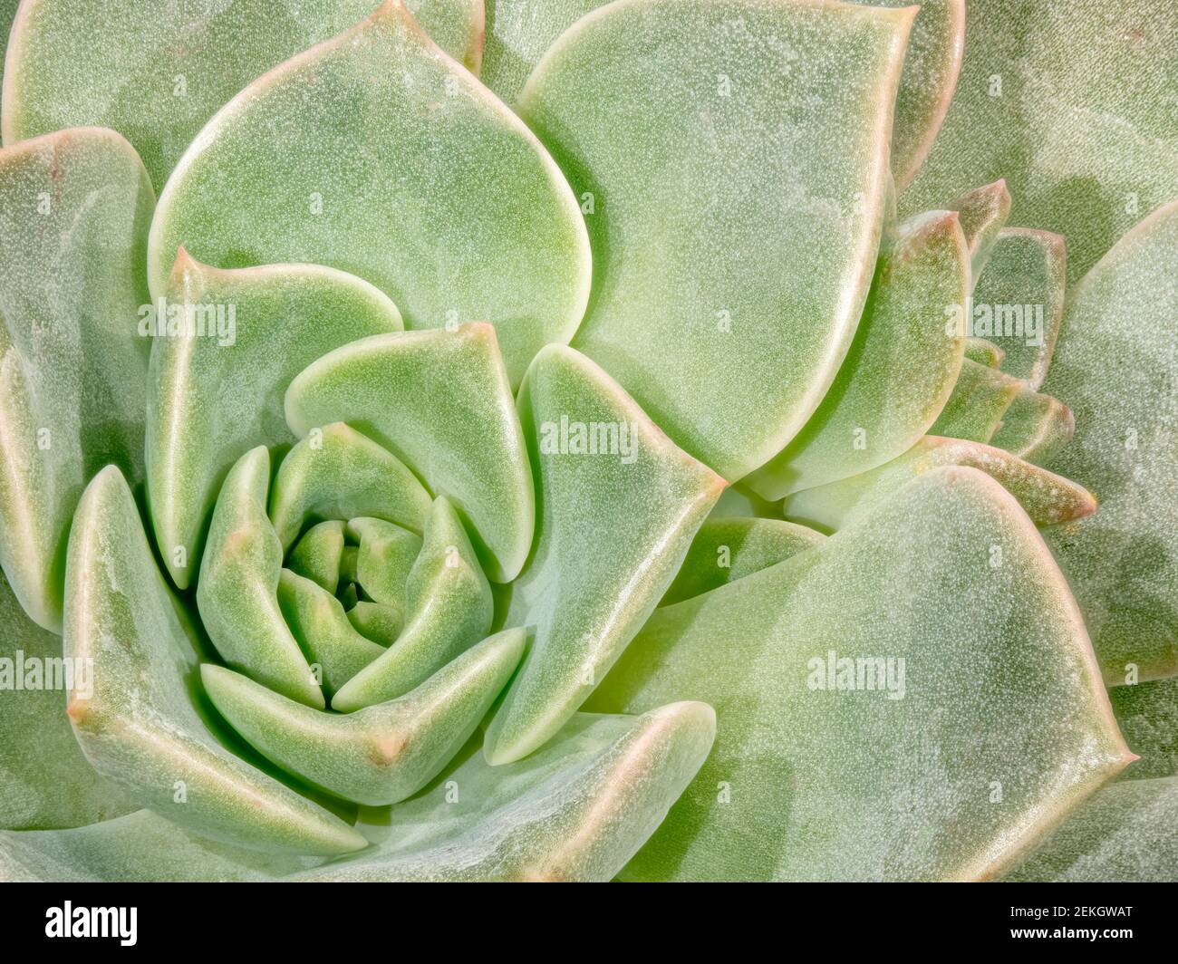 Nahaufnahme der grünen Sukkulente Stockfoto