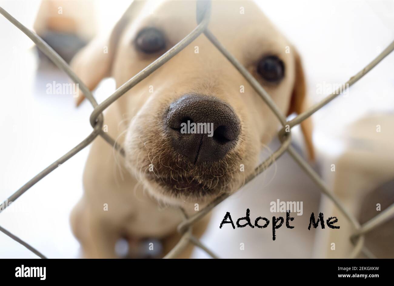 Ein schöner traurig aussehender Hund bittet jemanden zu adoptieren Er Stockfoto