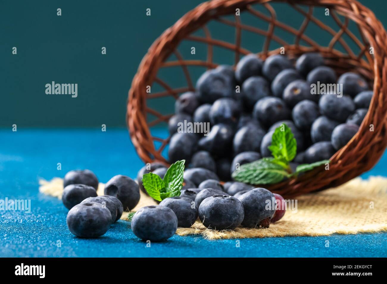 Heidelbeeren, Moor Wortleberry, große Bibeere auf blauem Hintergrund. Stockfoto