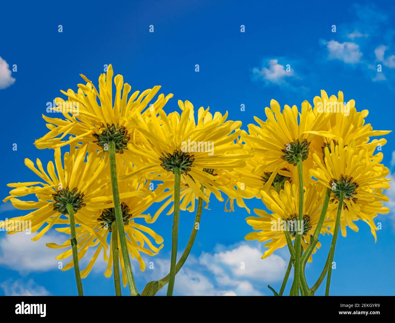 Niedrigen Winkel Ansicht von gelben Blüten gegen blauen Himmel Stockfoto