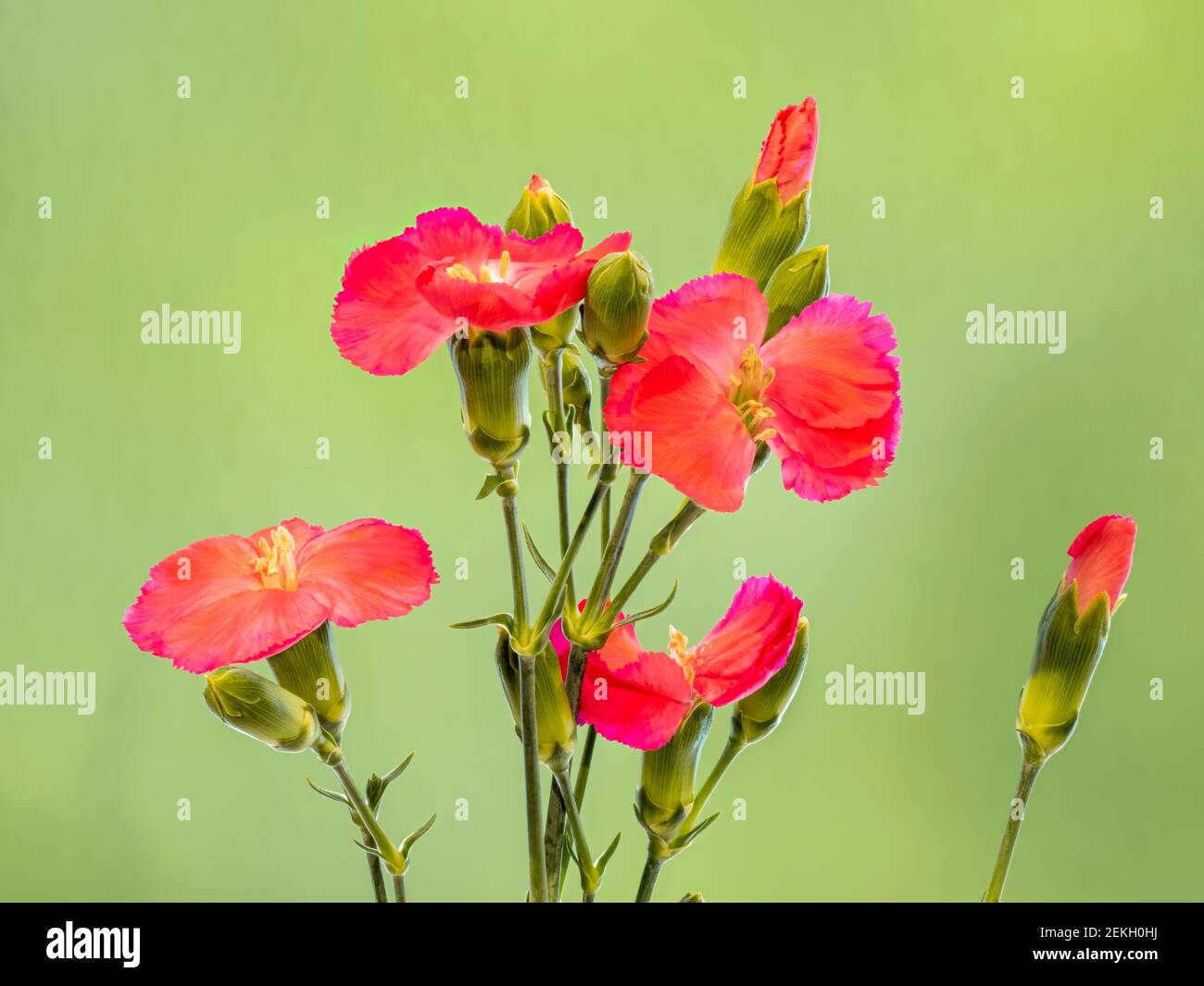 Rote Nelkenblüten vor grünem Hintergrund Stockfoto
