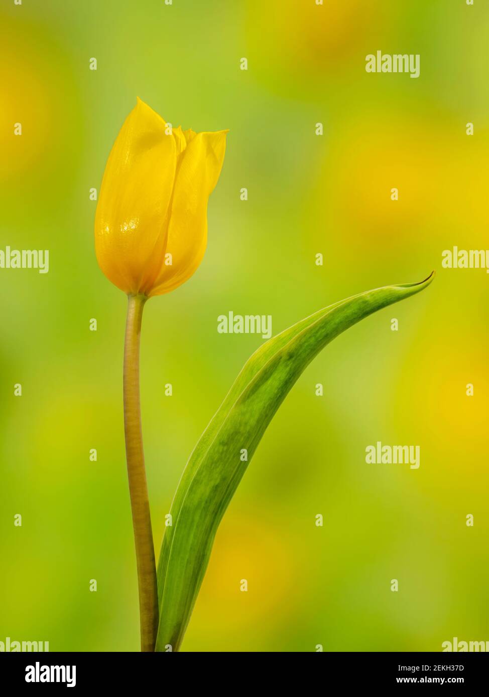 In der Nähe von Yellow Tulip Stockfoto