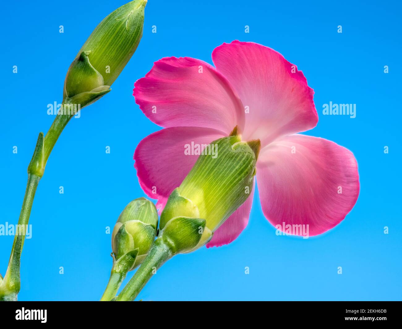 Nahaufnahme von rosa Nelkenblüten am blauen Himmel Stockfoto