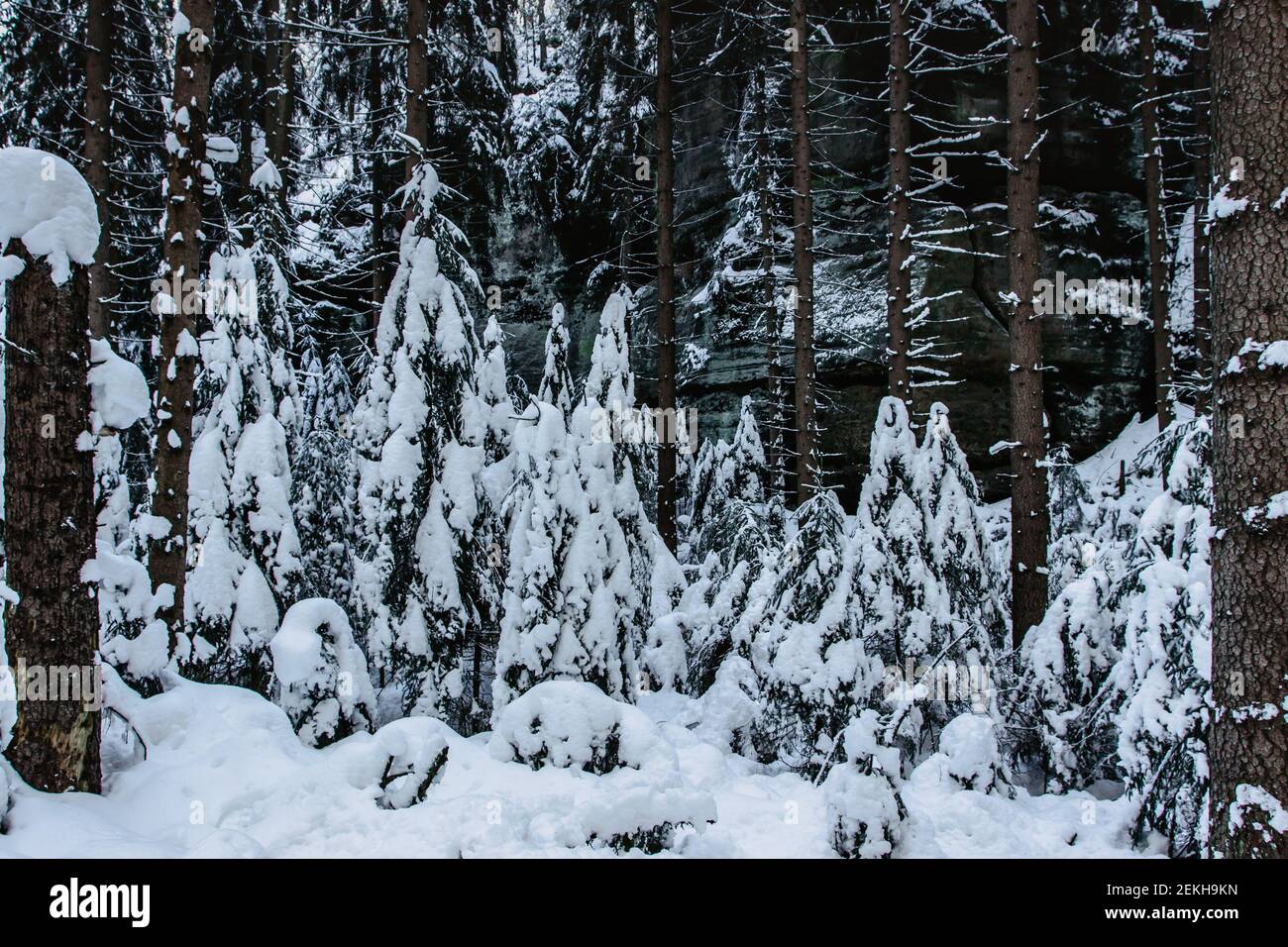 Schneebedeckte Bäume im Winterwald. Weihnachten Urlaub Hintergrund mit verschneiten Tannen.Frostiger Tag, ruhige frische Szene.Kalter Tag im Freien.Dunkel bewölkt Stockfoto