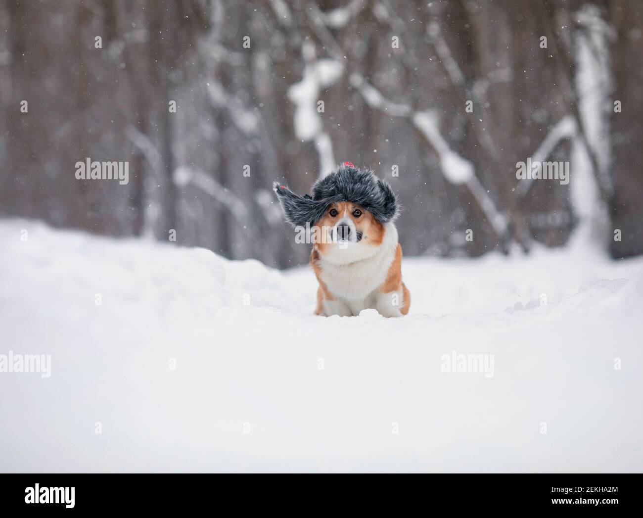 Lustig sitzt ein Corgi Hund in einem Winter Snowpark In einem warmen Hut mit Ohrenklappen Stockfoto