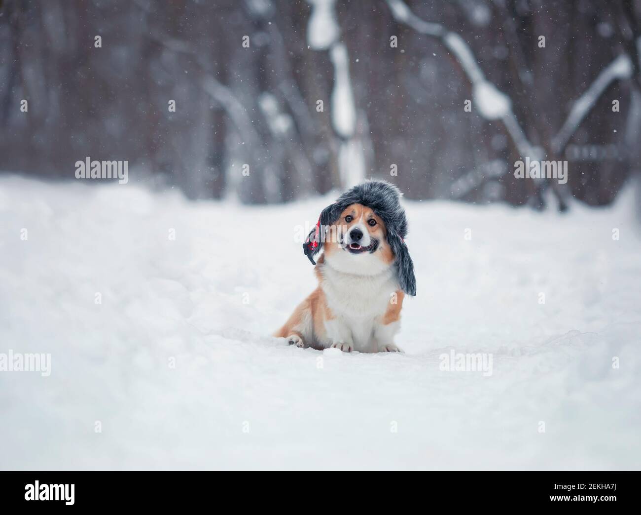 Lustig sitzt ein Corgi Hund in einem Winter Snowpark In einem warmen Hut mit Ohrenklappen und lächelt Stockfoto