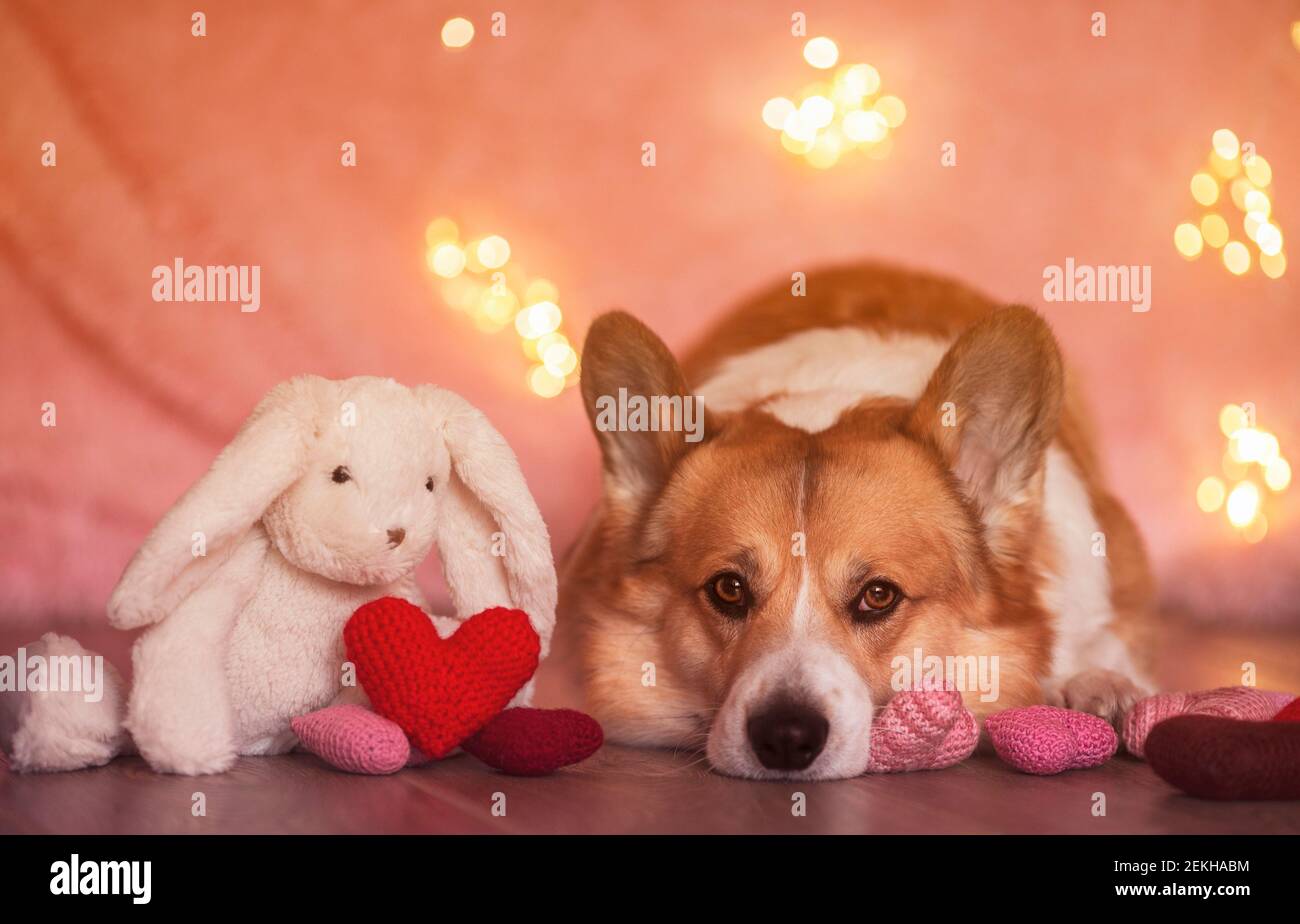 Niedliches Porträt eines Corgi-Hundewelpen mit einem Kaninchen Spielzeug liegt auf dem Holzboden unter dem Scharlach und Pinke Herzen Stockfoto