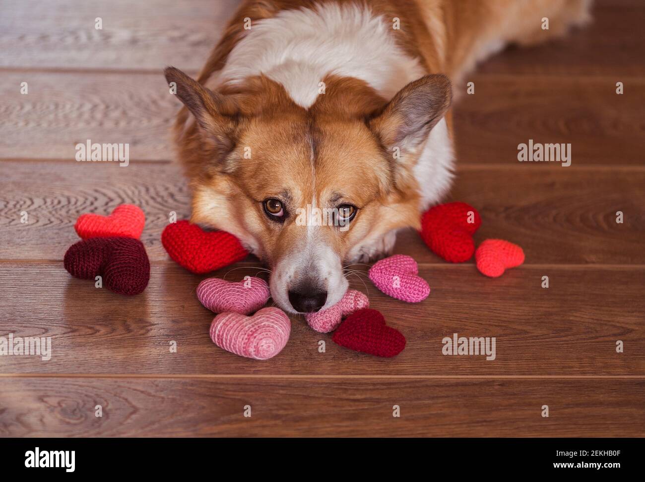 Niedliches Porträt eines Corgi-Hundes liegt auf dem Boden Auf einer  Vielzahl von gestrickten Scharlach und rosa Herzen Stockfotografie - Alamy