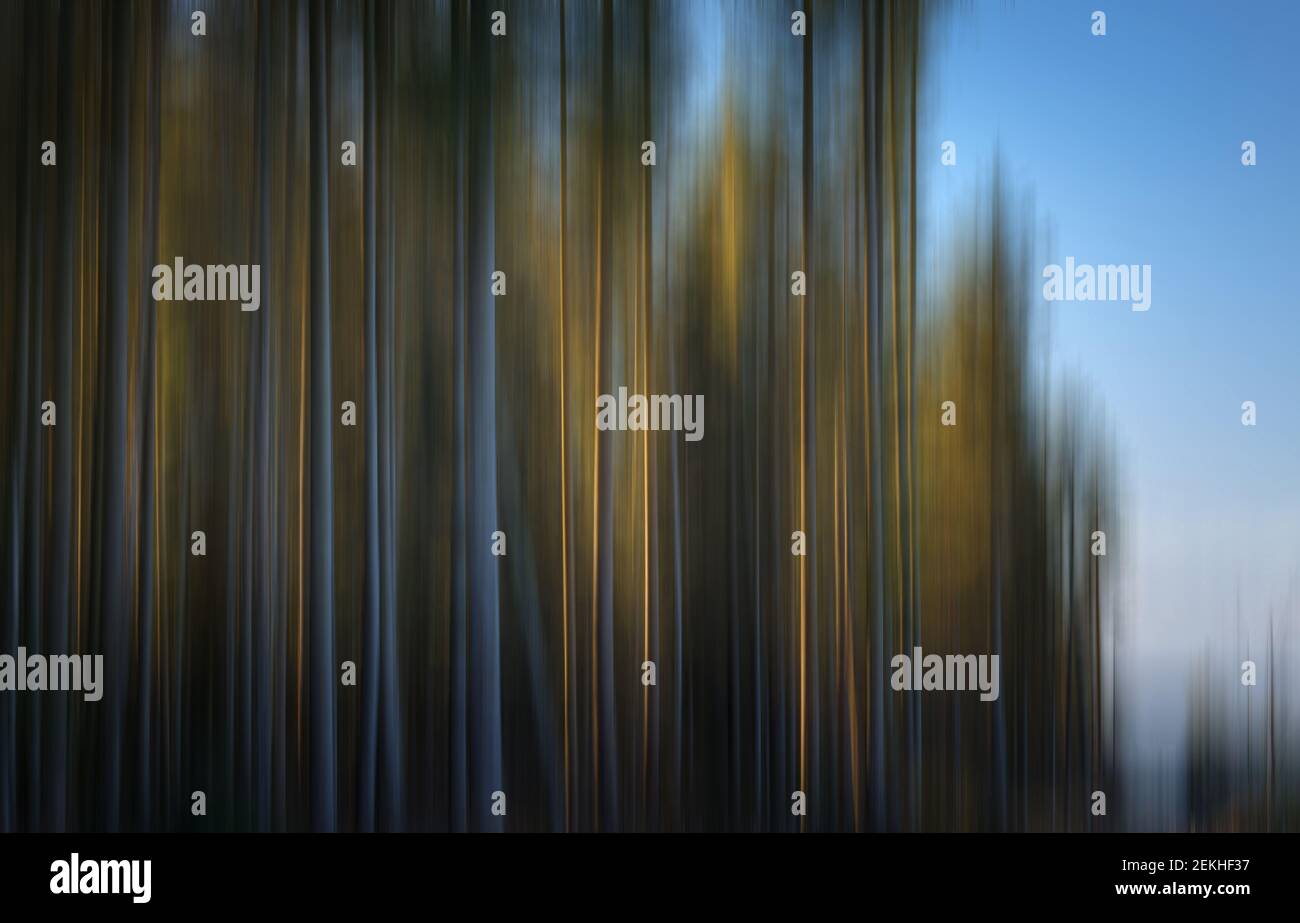 Verschwommene Bäume, abstrakte Behandlung mit Bewegungsunschärfe-Effekt für eine beruhigende, beruhigende Atmosphäre Stockfoto