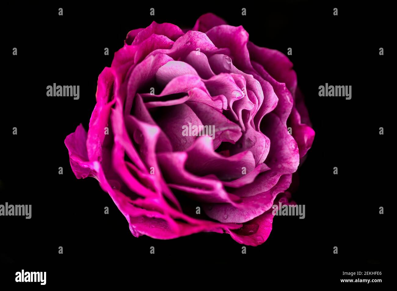 Magentafarbene Rosenblütenkopf auf schwarzem Hintergrund Stockfoto