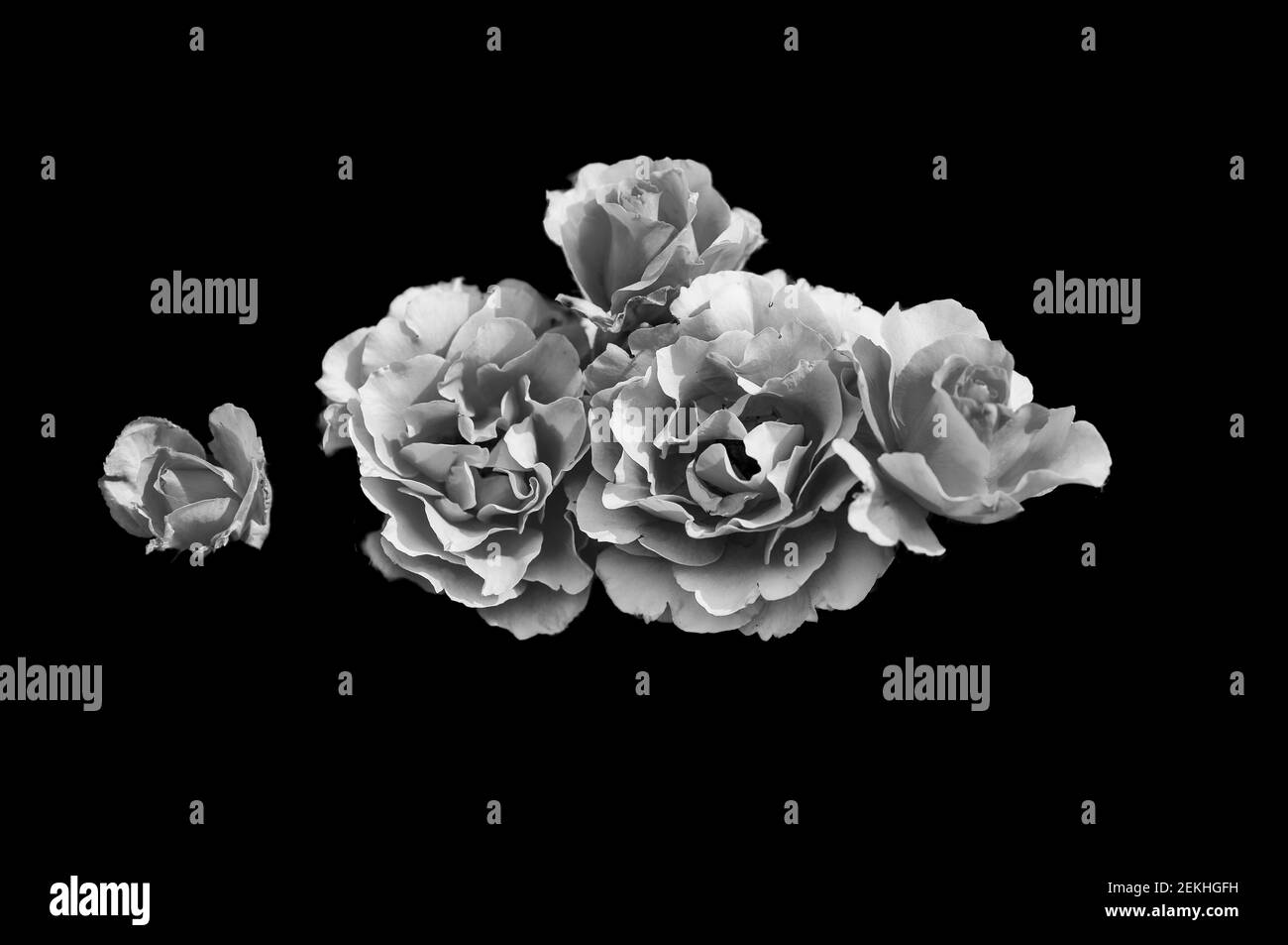 Nahaufnahme von Rosenblüten vor schwarzem Hintergrund Stockfoto