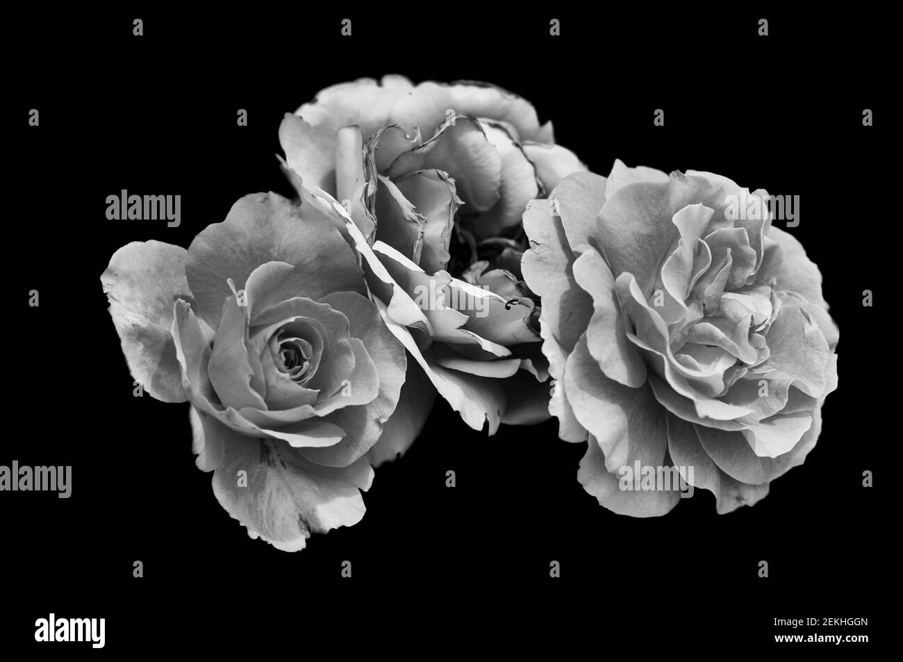 Nahaufnahme von drei Rosenblüten vor schwarzem Hintergrund Stockfoto