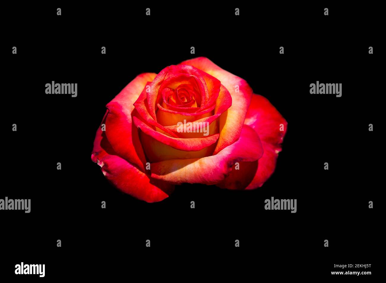 Rote Rose vor schwarzem Hintergrund Stockfoto