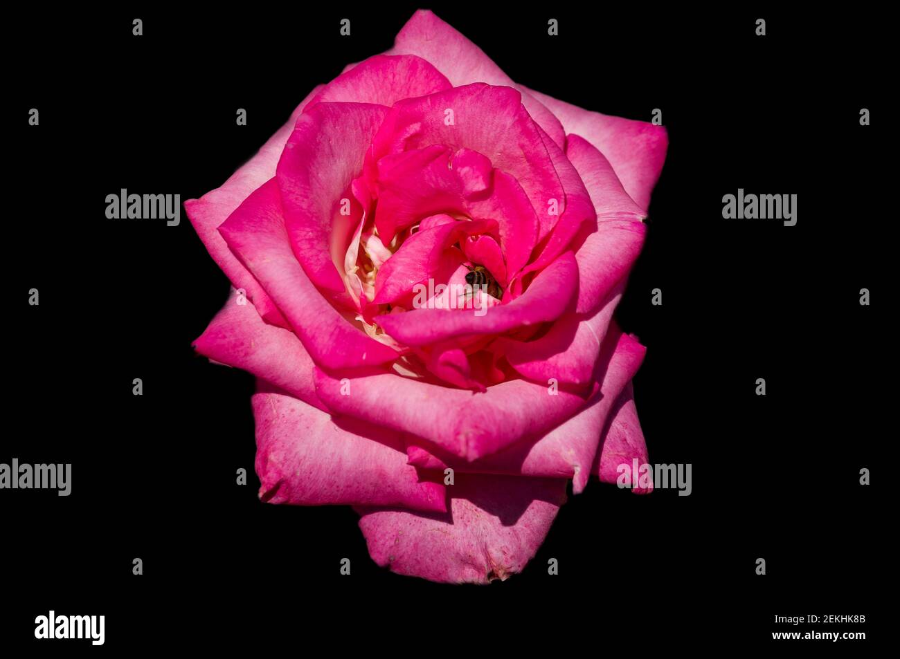 Einzelne rosa Rose vor schwarzem Hintergrund Stockfoto