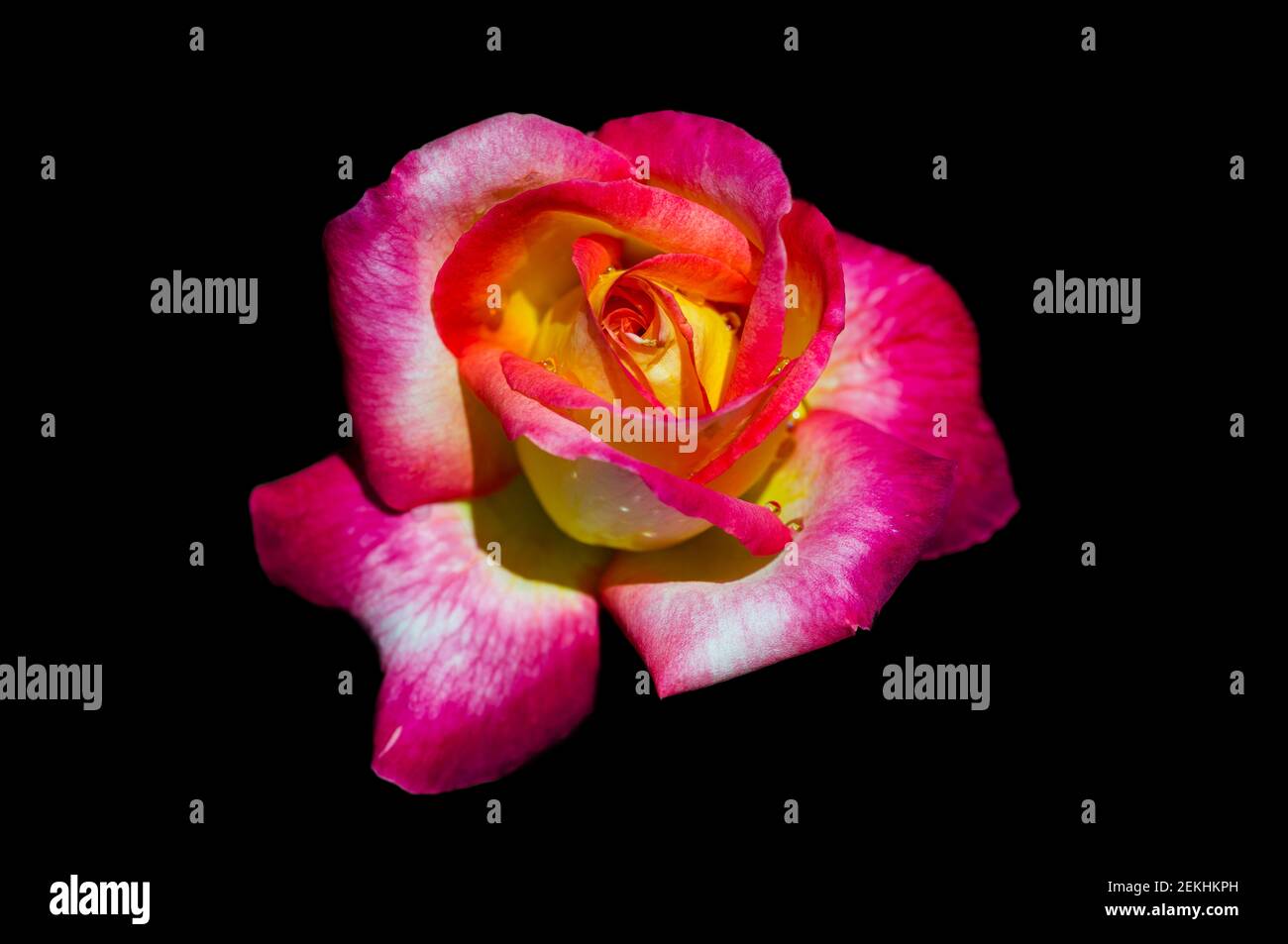 Rosa und gelbe Rose vor schwarzem Hintergrund Stockfoto