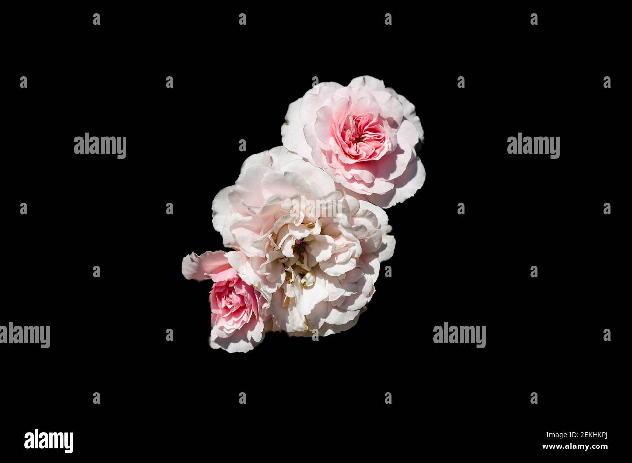 Weiße Rosen vor schwarzem Hintergrund Stockfoto
