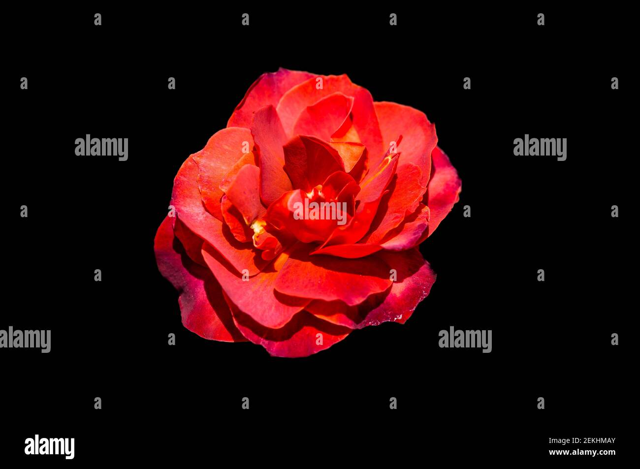 Rote Rose vor schwarzem Hintergrund Stockfoto