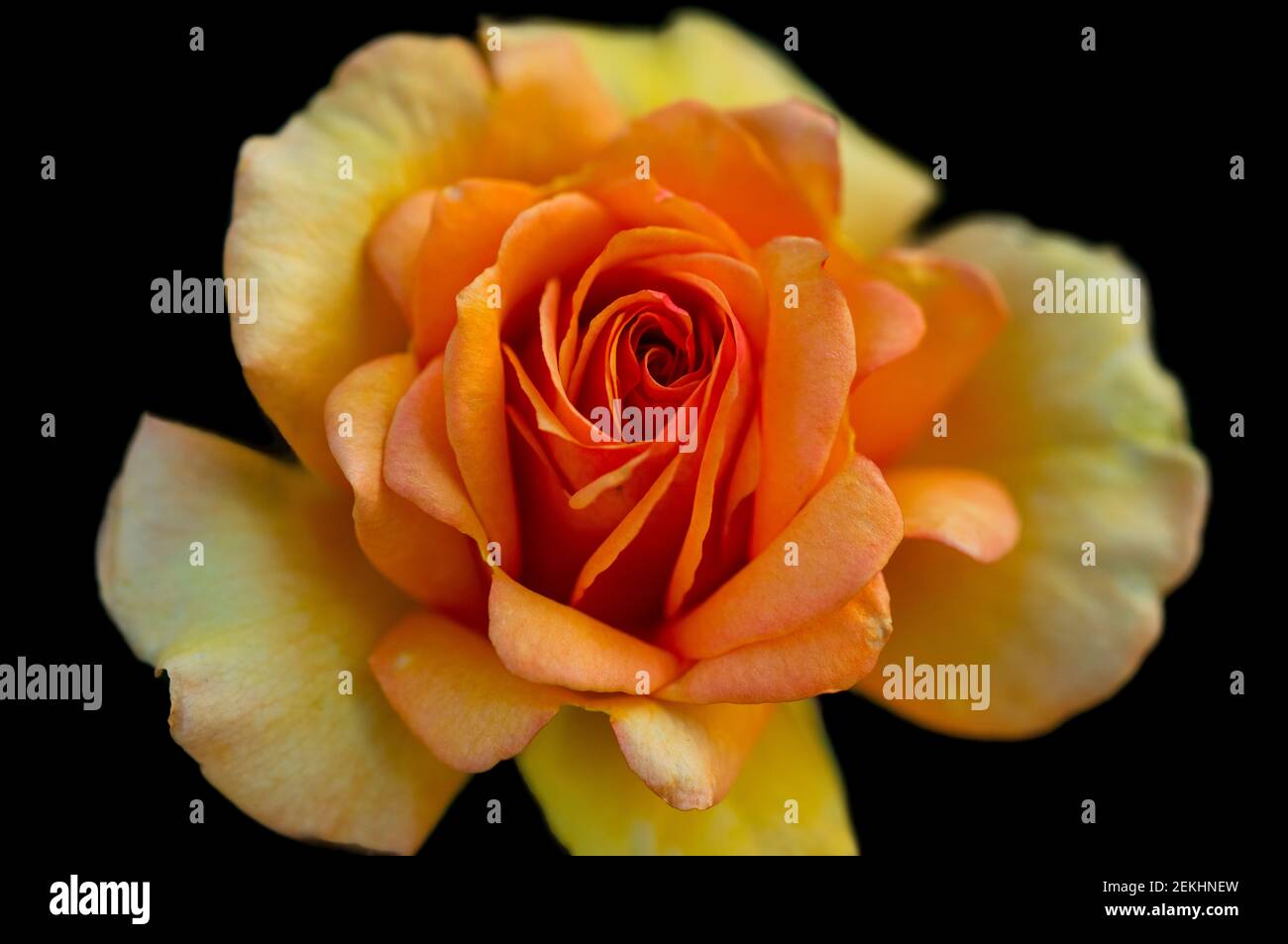 Gelbe Rose auf schwarzem Hintergrund Stockfoto