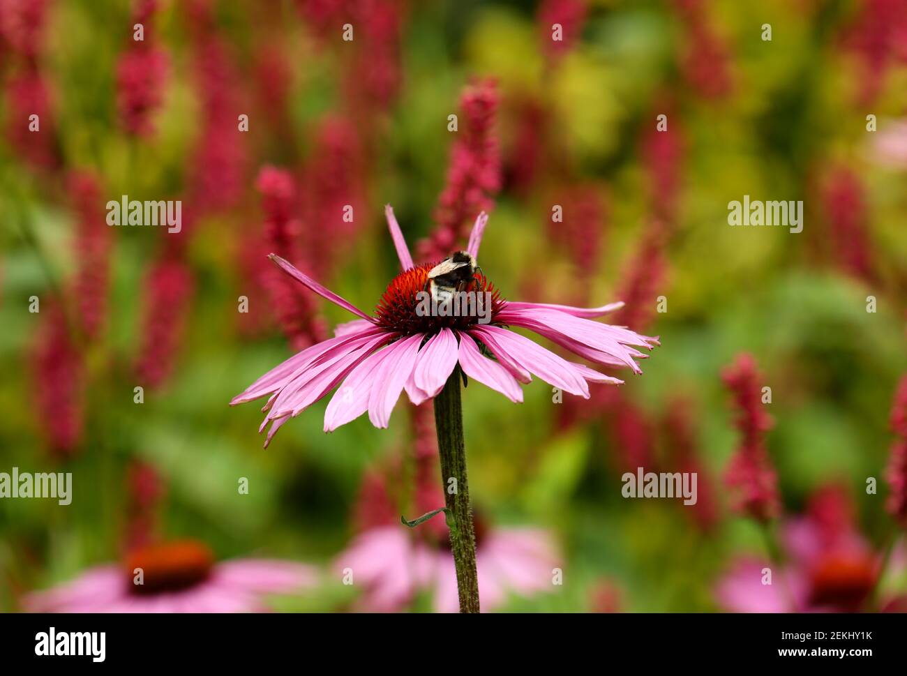 Bumble Bee auf EINER rosa Blume in EINEM Sommergarten Gegen einen grünen und karmesingrünen Wiesenhintergrund Stockfoto