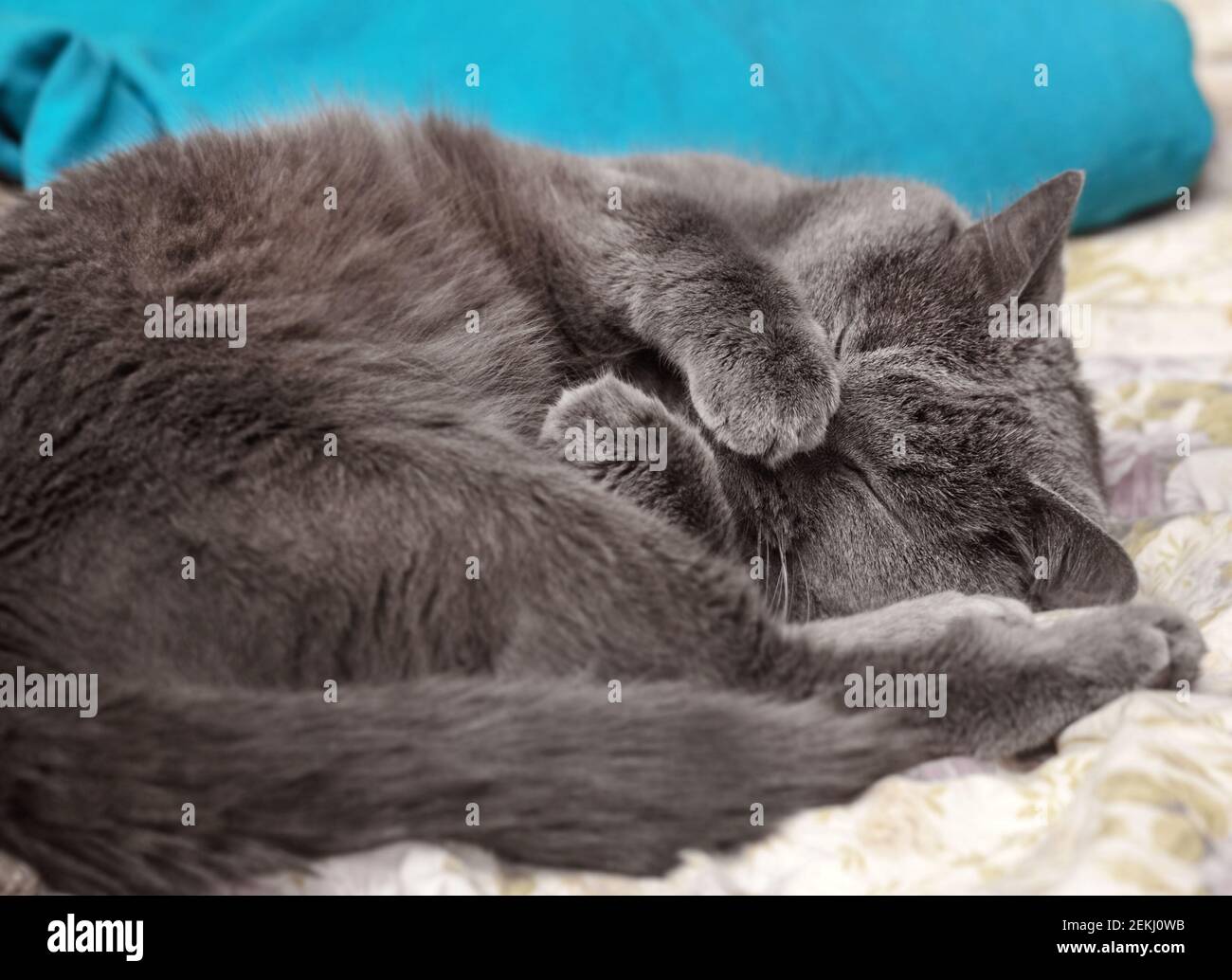 Hübsche Erwachsene schlafende graue Katze bedeckte ihre Nase mit ihrer Pfote Stockfoto