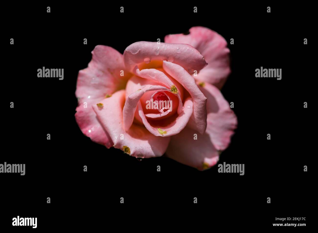 Nahaufnahme der Rosenblüte auf schwarzem Hintergrund Stockfoto