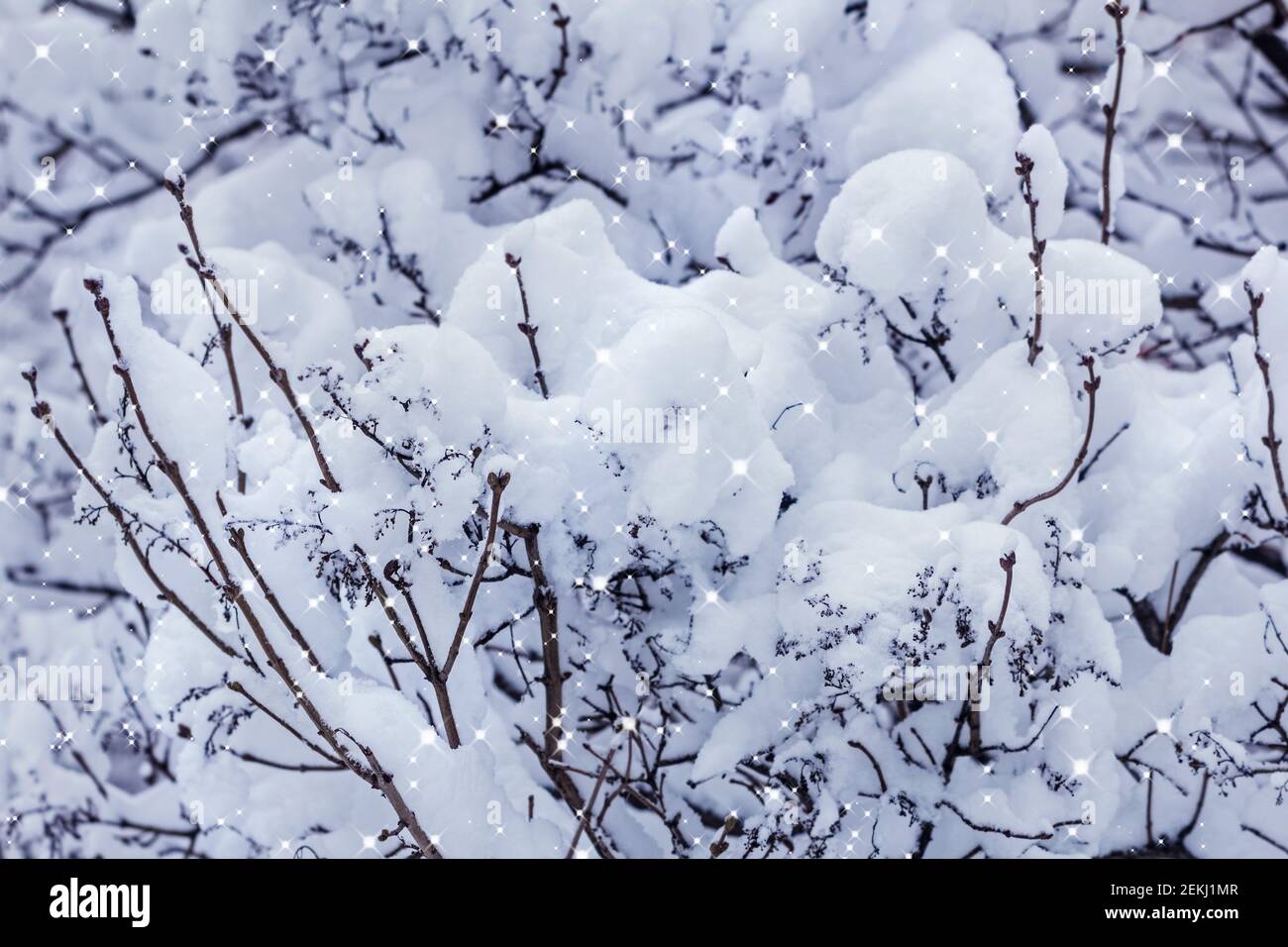 Ziemlich üppiger Schnee in Büschen Effekt glitzernden Winter glücklichen Tag Stockfoto