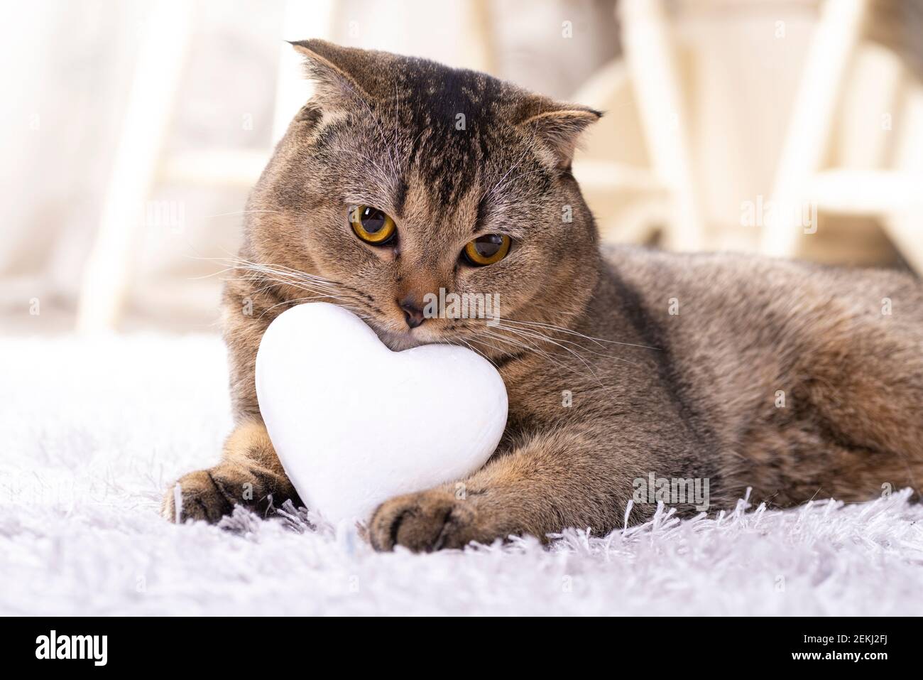 Braune schottische Faltenkatze mit weißem Herz auf Teppich. Stockfoto