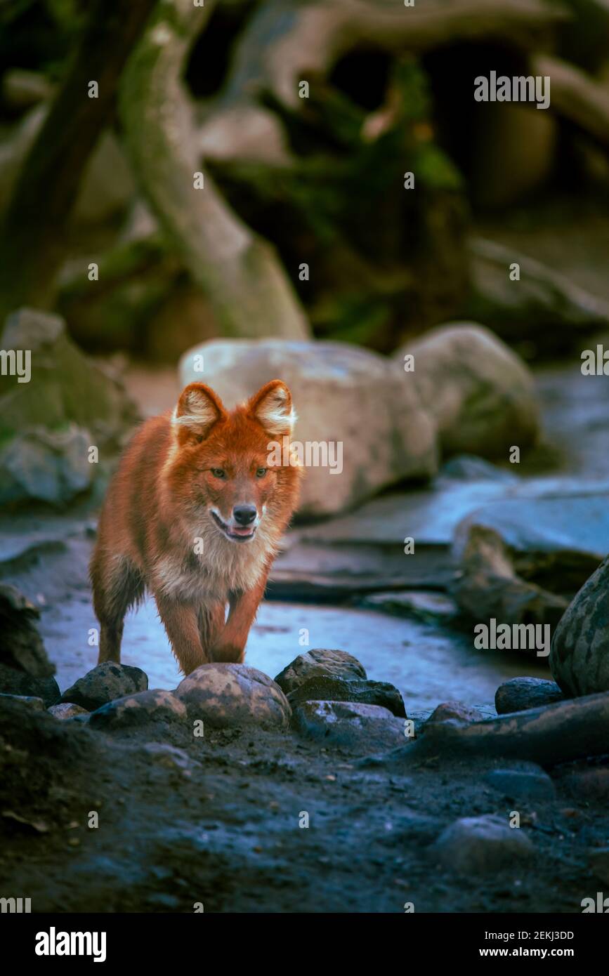Ein roter Hund läuft durch den Wald über einen Bach Mit Steinen Stockfoto